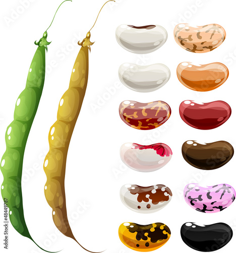 Vector: haricot bean haricot bean