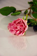 Foto: Rose Rose