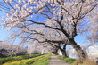 桜並木