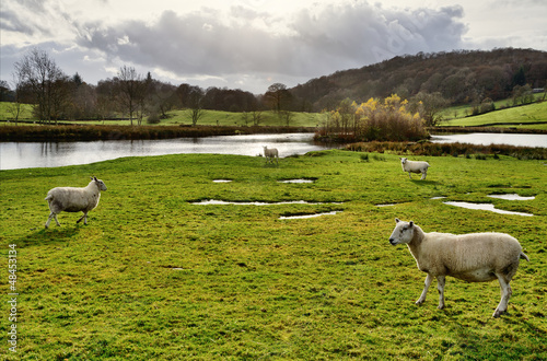 Photo: Sheep by a lake in the Winster Valley, Cumbria. Sheep by a lake in the Winster Valley, Cumbria.