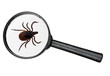 Black legged deer tick as found on cats and dogs