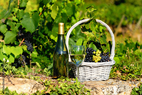 Photo: harvest and wine harvest and wine