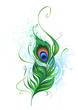 peacock feather