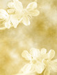 glower grunge background on old paper