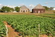 Photo: Tobacco plantations Tobacco plantations