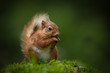 Foto: Red Squirrel Red Squirrel