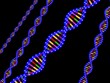 DNA - schematische Darstellung