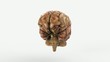 Cerebro