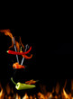Chili pepper on fire