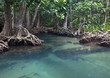 Mangrove forests ( swamp ) with river