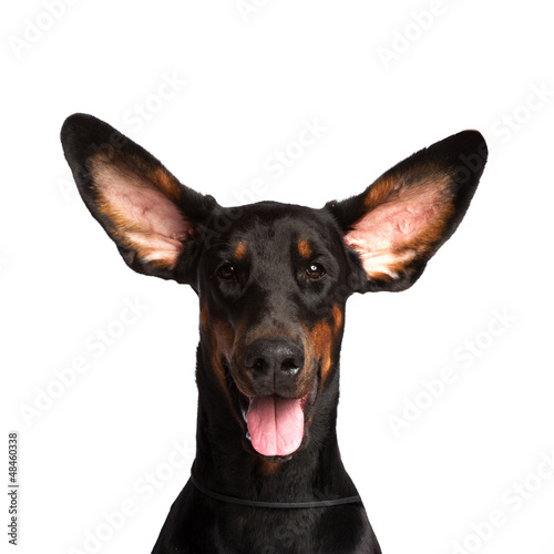 Photo: Cute ears of dobermann dog isolated on white Cute ears of dobermann dog isolated on white