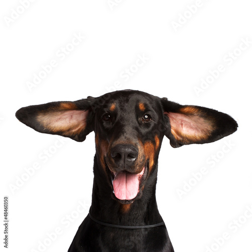 Photo: Cute ears of dobermann dog isolated on white Cute ears of dobermann dog isolated on white