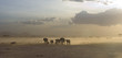 Photo: Elefanti in macia al tramonto Elefanti in macia al tramonto