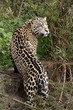 Photo: A Jaguar Strikes a Pose A Jaguar Strikes a Pose