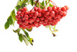 Bunch of red rowan