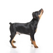 Foto: Miniature Pinscher Miniature Pinscher