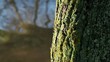 Video: old tree by the water old tree by the water