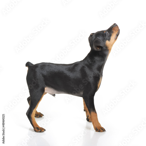 Photo: Miniature Pinscher Miniature Pinscher