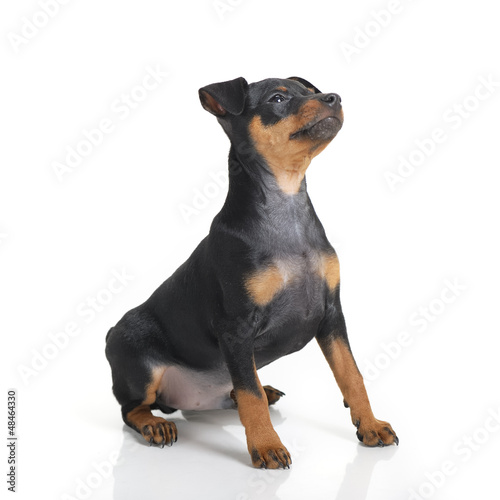 Photo: Miniature Pinscher Miniature Pinscher
