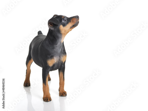 Photo: Miniature Pinscher Miniature Pinscher