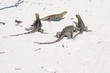 Photo: Cyclura nubila, Cuban rock iguana, Cuban ground iguana Cyclura nubila, Cuban rock iguana, Cuban ground iguana