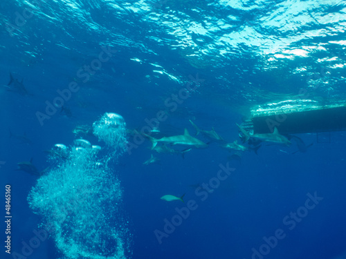 Photo: Caribbean reef sharks (Carcharhinus perezi) Caribbean reef sharks (Carcharhinus perezi)