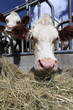 head of cow in farmland