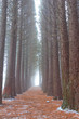 quiet pine grove