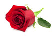 rote Rose