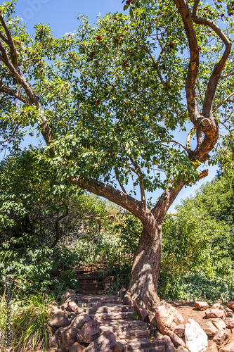 Photo: Stone Steps in Western Park Under Trees Stone Steps in Western Park Under Trees