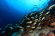 Fischschwarm im Korallenriff