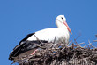 Photo: Storch im Nest Storch im Nest