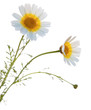 garland chrysanthemum