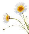 garland chrysanthemum