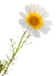 garland chrysanthemum