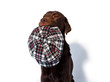 Labrador Retriever mit Batschkappe
