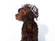 Labrador Retriever mit Batschkappe