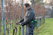 Vintner is pruning in the vineyard