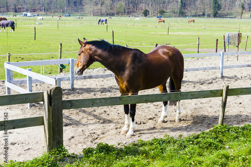 Photo: Beautiful bay horse behind a farm fence Beautiful bay horse behind a farm fence