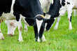 herd of cows on the pasture
