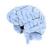 brain