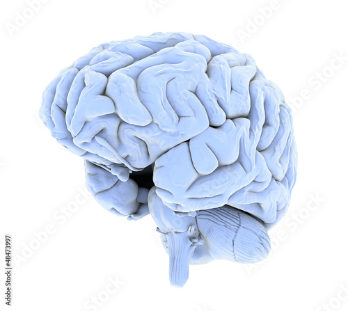 Illustration: brain brain