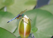 Dragonfly on Waterlily Bud