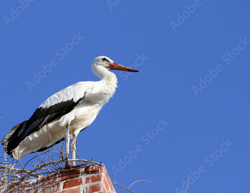 Photo: Stork standing on The Old Brick Chimney Stork standing on The Old Brick Chimney