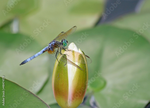 Photo: Dragonfly on Waterlily Bud Dragonfly on Waterlily Bud