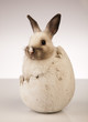 Photo: Little rabbit on white background Little rabbit on white background