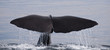 Sperm Whale shot on the Kaikoura Coastline, New Zealand