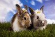 Spring baby bunny and green grass