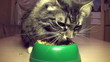 Video: The cat eats a dry feed from a bowl The cat eats a dry feed from a bowl