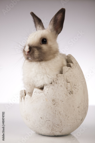 Photo: Little rabbit on white background Little rabbit on white background